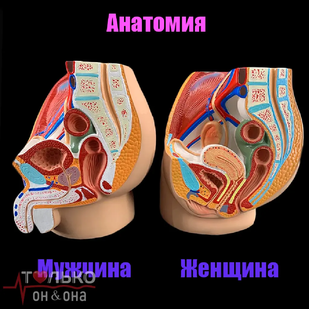 Анатомическая иллюстрация
